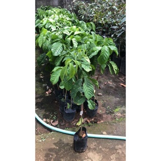 BARU BIBIT DUKU/BIBIT BUAH DUKU/BIBIT BUAH DUKU BERKUALITAS