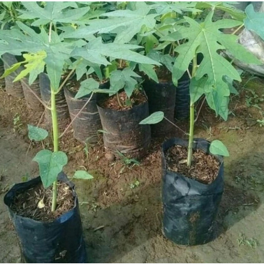 pohon pepaya california bibit pohon pepaya california