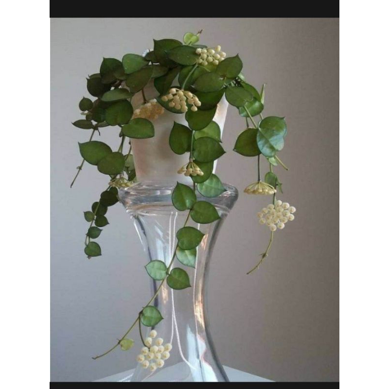 Hoya Lacunosa/ Hoya Mini