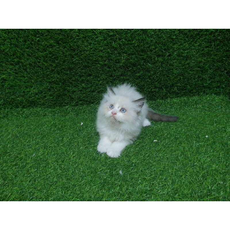 kitten ragdoll Jual anak kucing ragdoll
