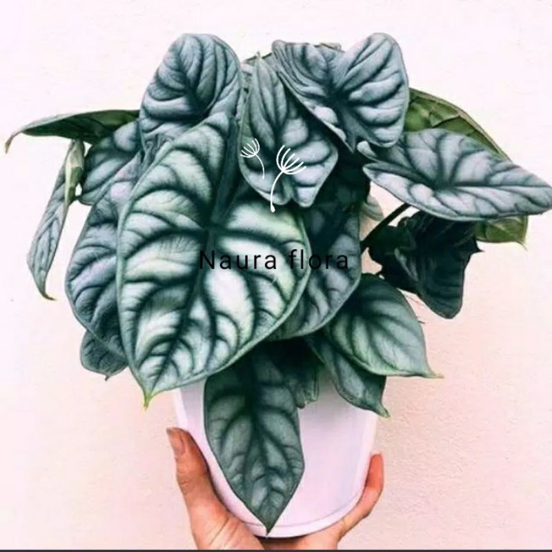 Tanaman hias alocasia silver dragon scale - Tanaman alocasia dragon silver