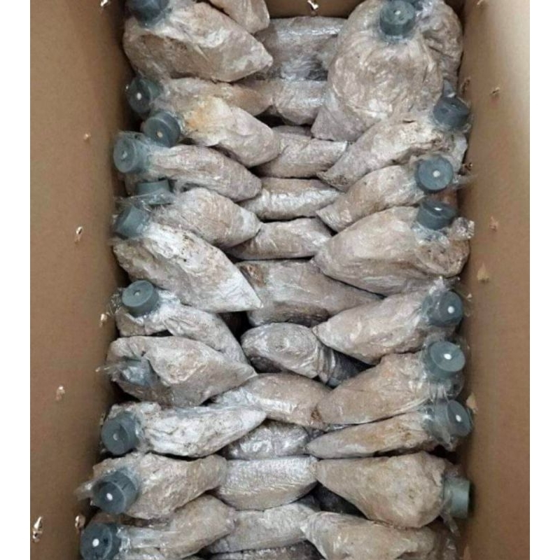 bibit jamur tiram f2