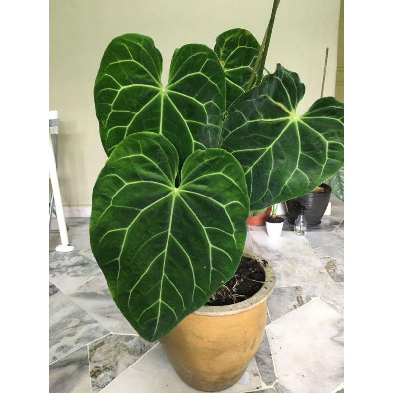 Anthurium Kuping Gajah Magnificum Hybrid