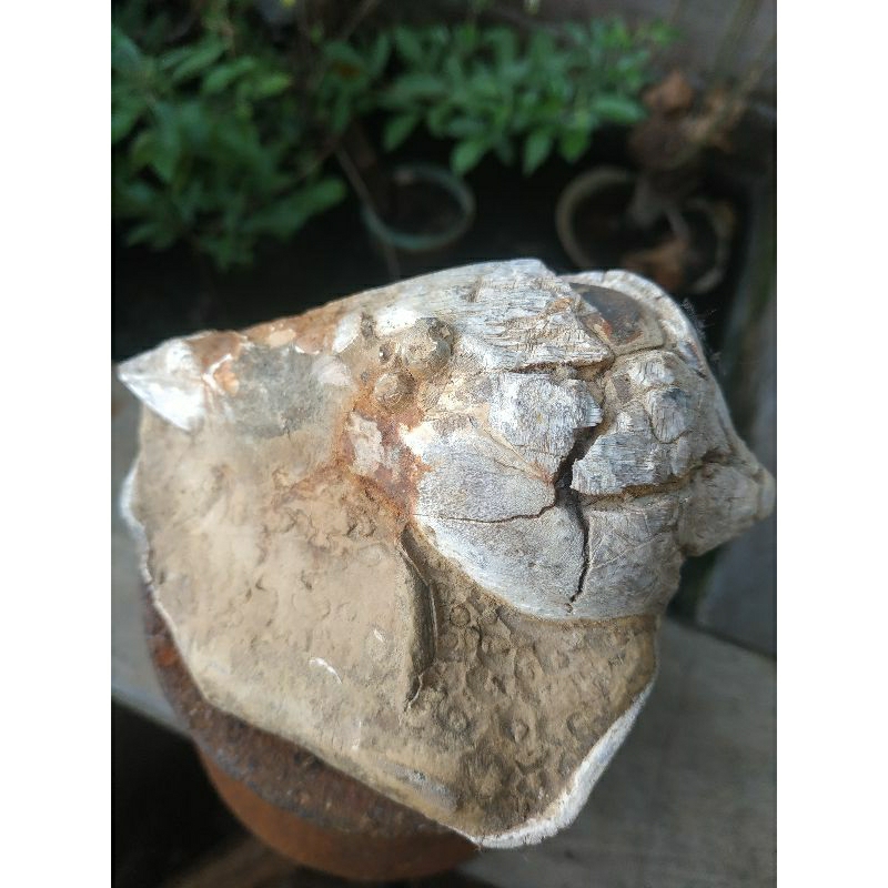 batu fosil sangat besar