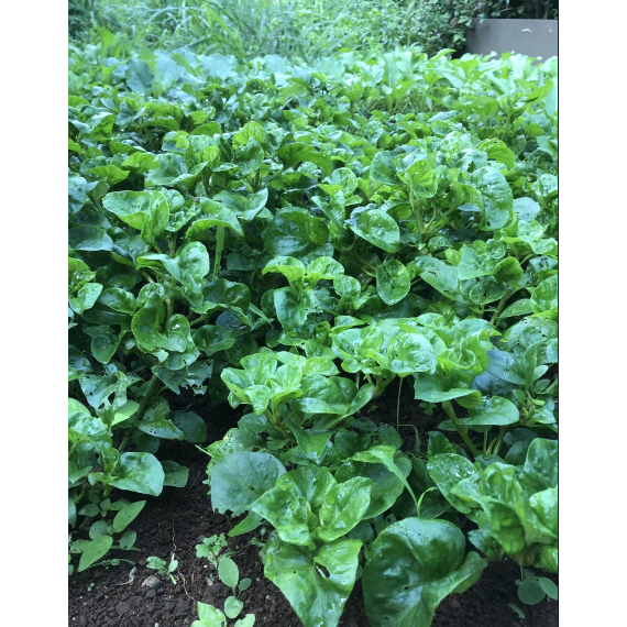 

Daun Bayam Brazil per Batang/Sissoo Spinach/Alternanthera sissoo