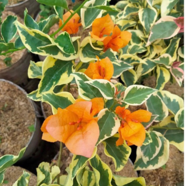 BIBIT BOUGENVILLE VARIEGATA KUNING bugenville import