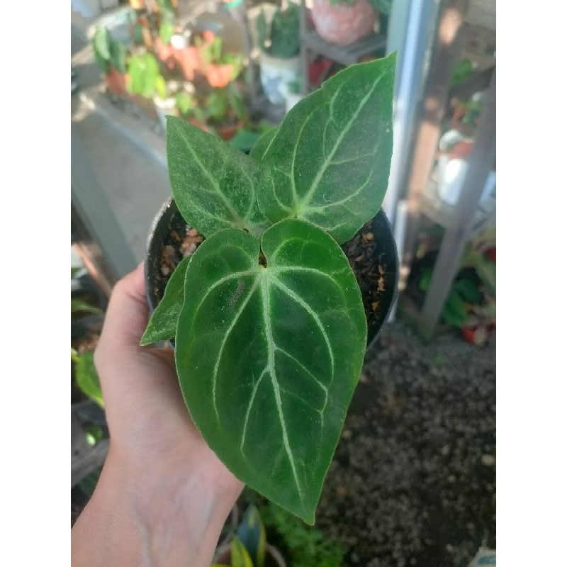 anthurium kuping gajah magni x regale