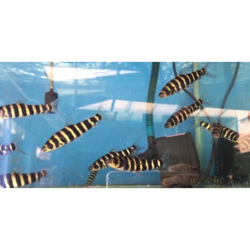 IKAN KAOS KAKI/LEOPORINUS