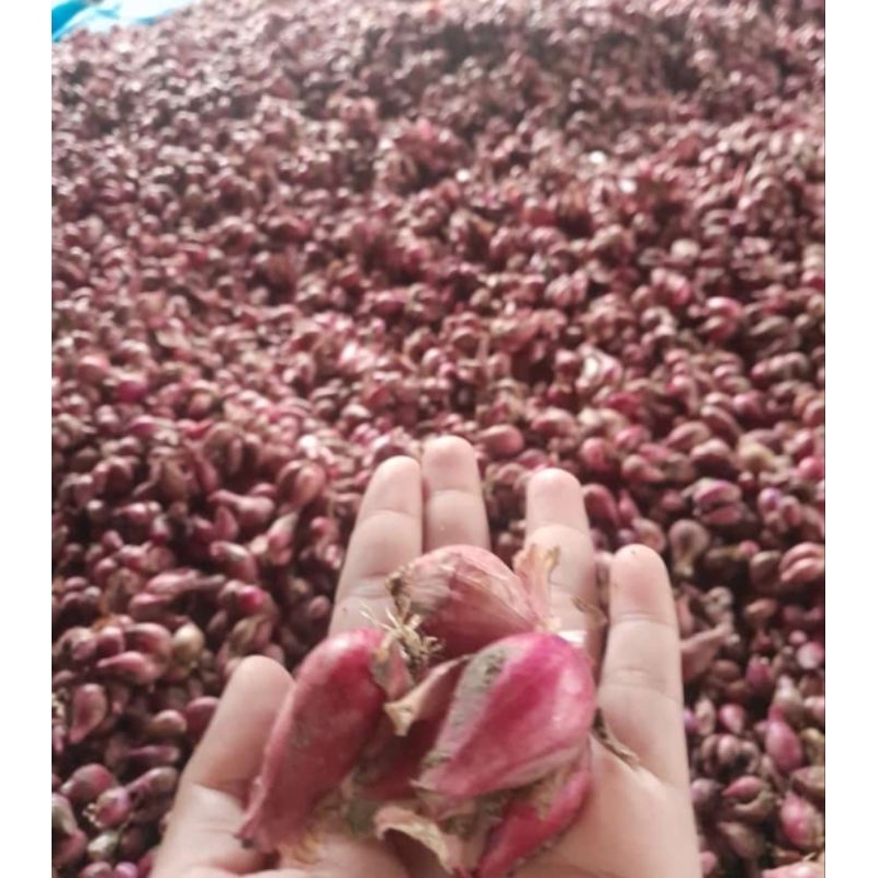 

bawang merah bumbu 1kilogram