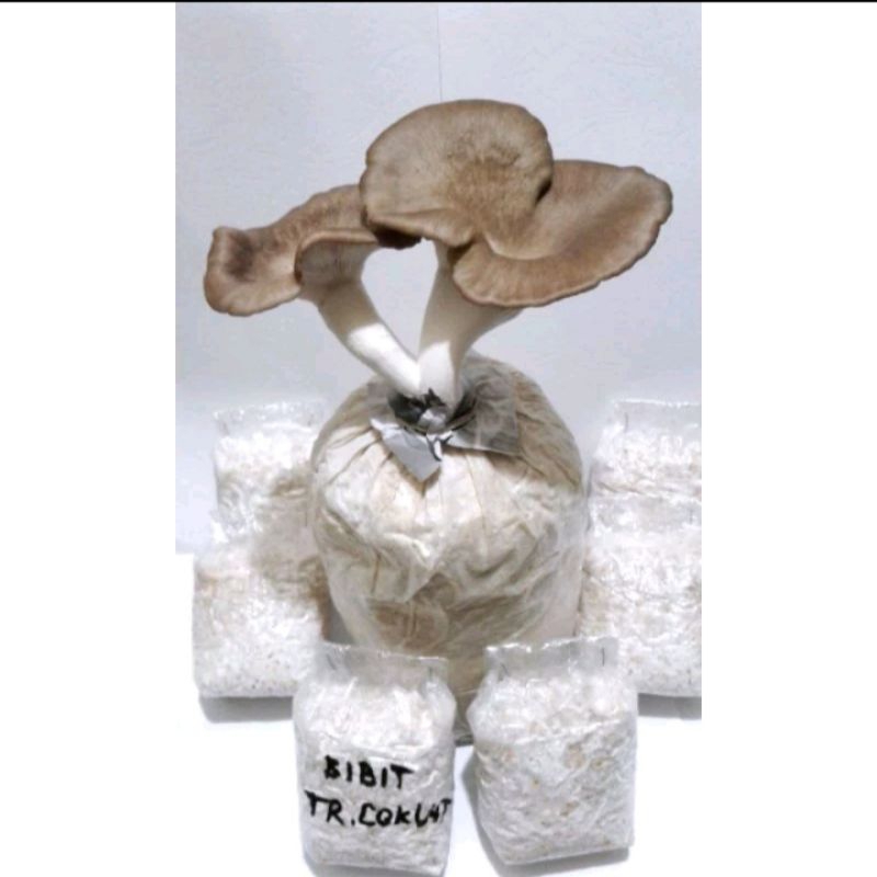 bibit jamur tiram coklat F2 / indukan jamur tiram F2 / starter