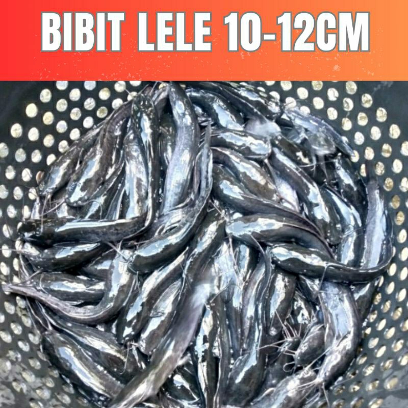 Bibit Ikan Lele Murah 10-12cm Paket 100 Ekor