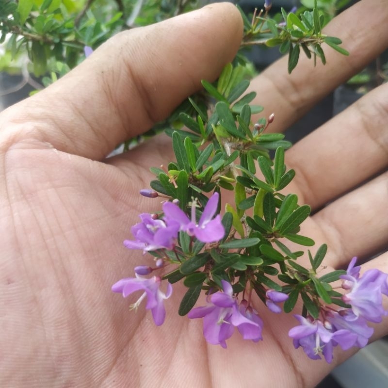 Bibit Saeng Simbur Super Mikro Vietnam / SSSMV