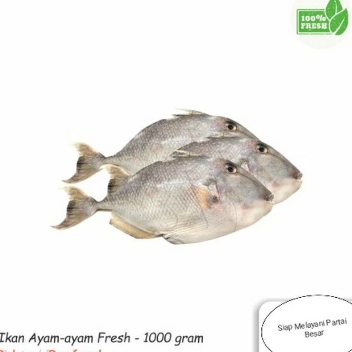 

V44859 Ikan AyamAyam Fresh 1Kg
