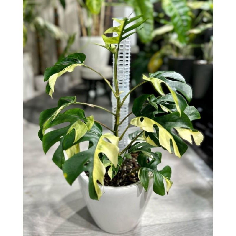monstera tetrasperma varigata satu daun