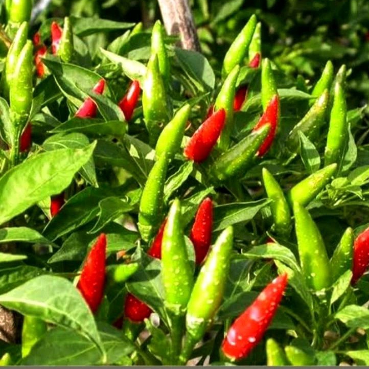 40 Bibit Biji/Benih Cabai/cabe Rawit Hijau Cengis Unggul cengek