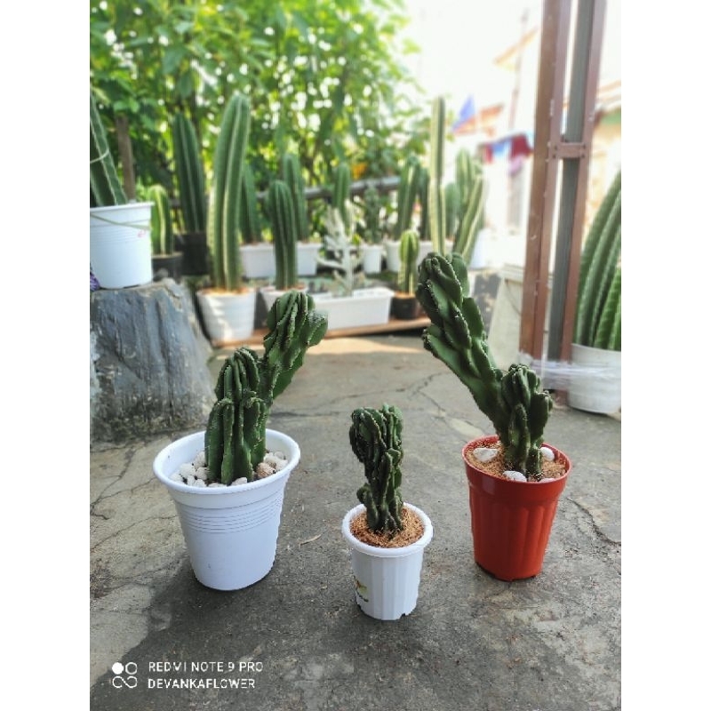 (BISA COD) Tanaman hias kaktus lilin bercabang Cactus lilin pagoda berbunga / Tanaman kaktus lilin c