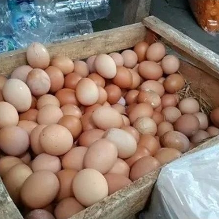 Telur Ayam Negeri 1 Peti 15 Kilogram