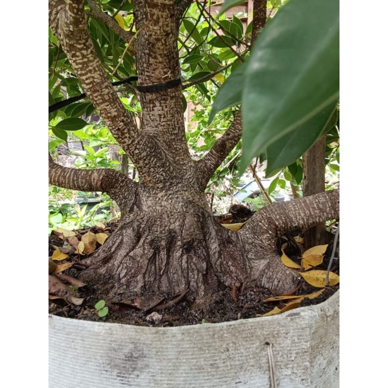 BONSAI KIMENG PROKAR