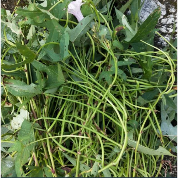 BIBIT UBI UNGU/ Stek Bibit Ubi Ungu Asli Bandorasa