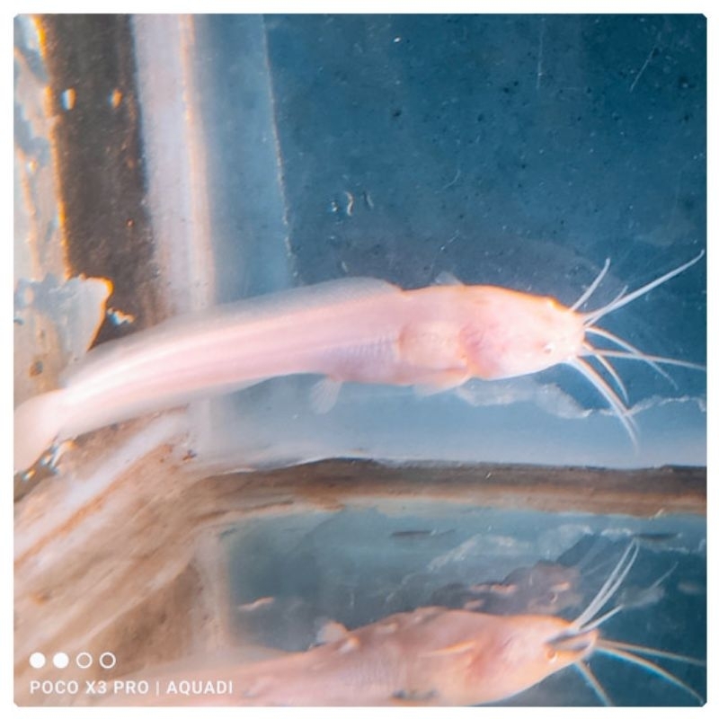 Ikan Lele Putih Albino