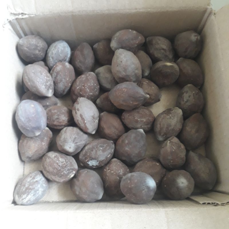 Kemiri Adu Muncang Adu Obral Nyonyo ZT Ori Tua Jatuhan