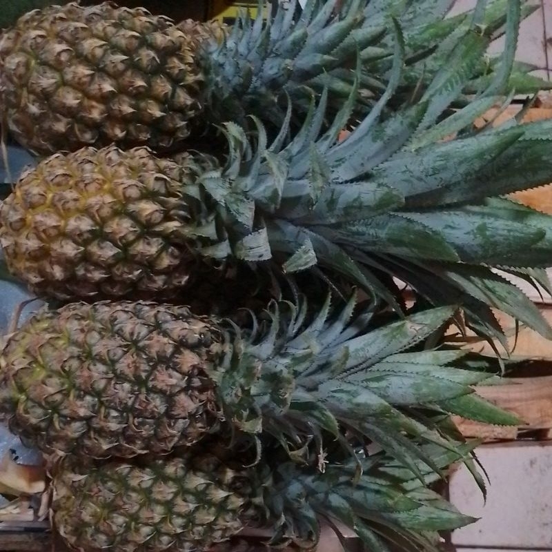 

nanas Palembang 1 biji 14900