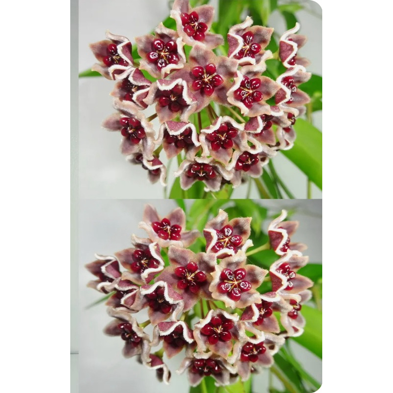 Hoya Globulifera | Hoya Globu | Plant Hoya | Globu’s Hoya