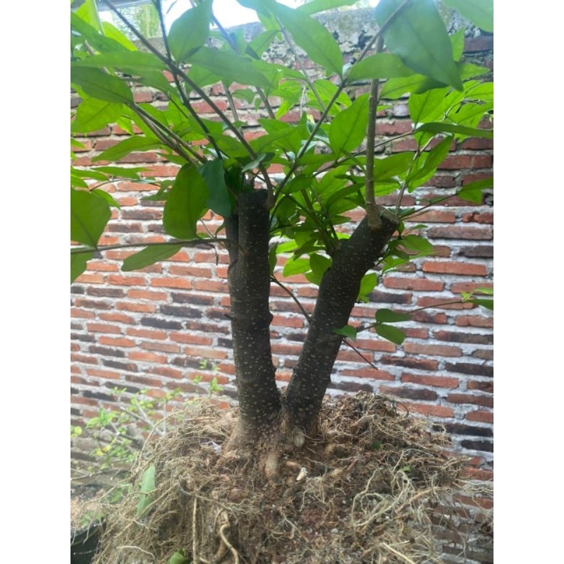 bahan bonsai anting putri prokar