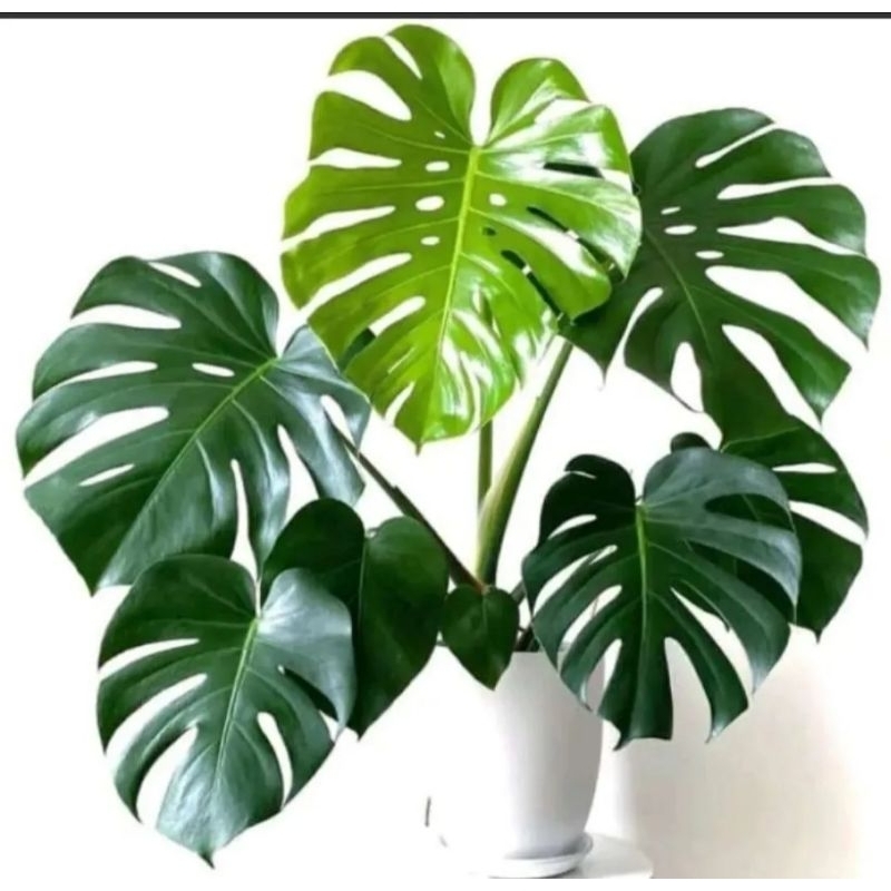 monstera king super jumbo