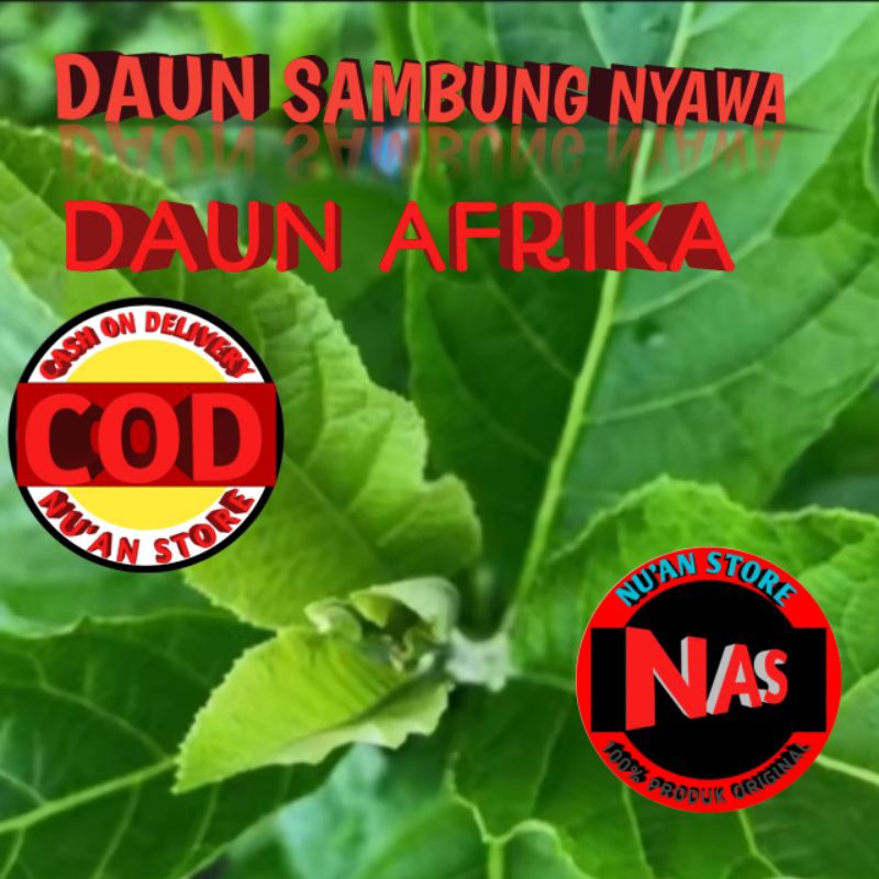 

Daun afrika atau daun sambung nyawa segar kemasan 500grm