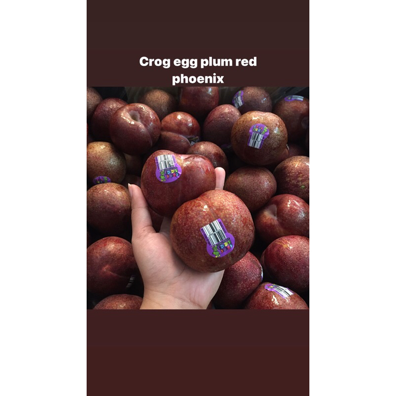 

Crog Egg Plum Red Phoenix 2biji berat 250gram