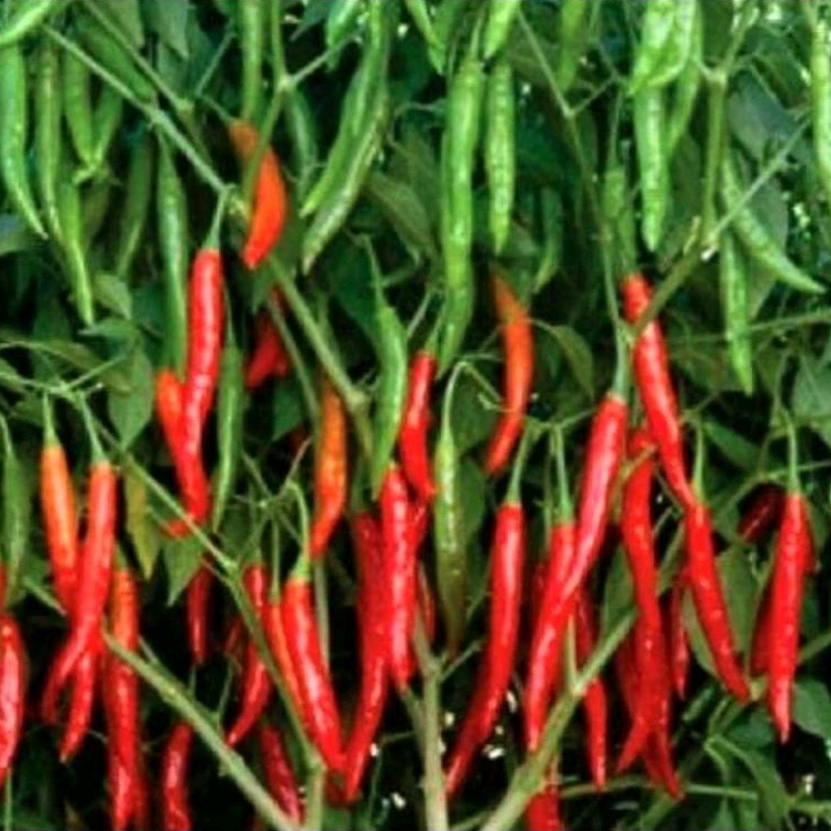 25 Bibit/benih biji Cabe merah besar panjang Cabai merah besar simpatik 17