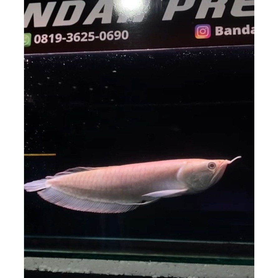 ARWANA ALBINO