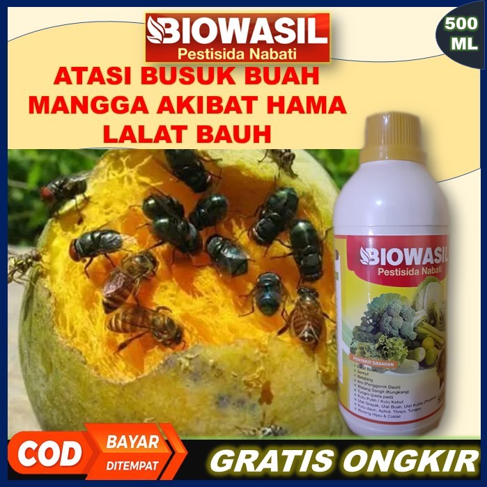 Murah BIOWASIL Pestisida Nabati 500 Ml Paling Ampuh Pupuk Pengendali Hama Lalat Buah Buah Mangga – A