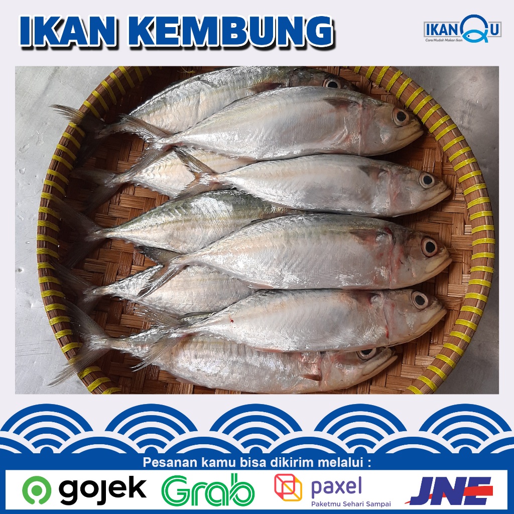 

IKAN kembung segar 1 kg isi 8-10 ekor | Ikan kembung banjar ukuran sedang isi 8 ekor