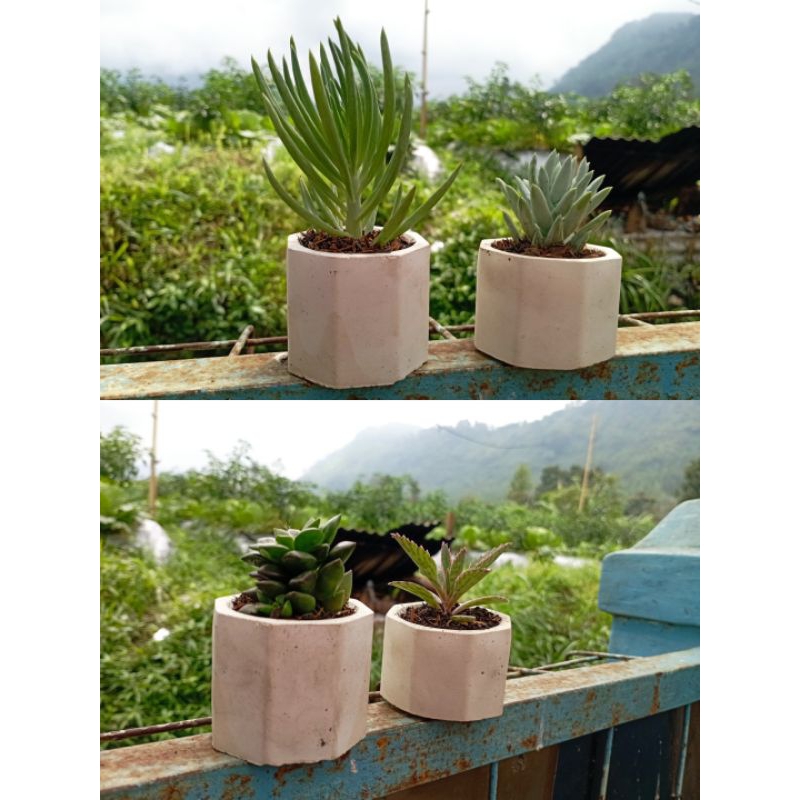 Kaktus Sukulen mini hidup berbagai jenis