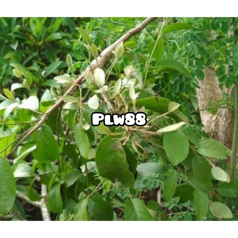 

Benalu kelor segar alami 1 kg petik langsung