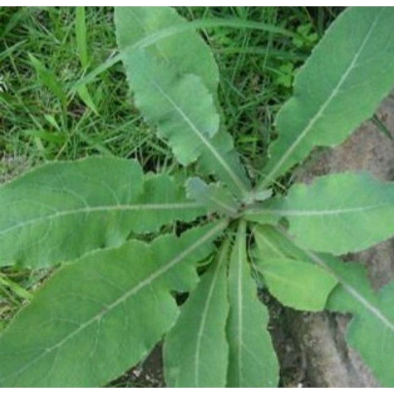 

daun tempuyung segar daun herbal tempuyung fresh 250gram