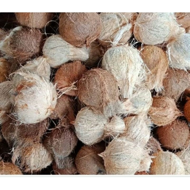 

kelpa utuh tua muda super