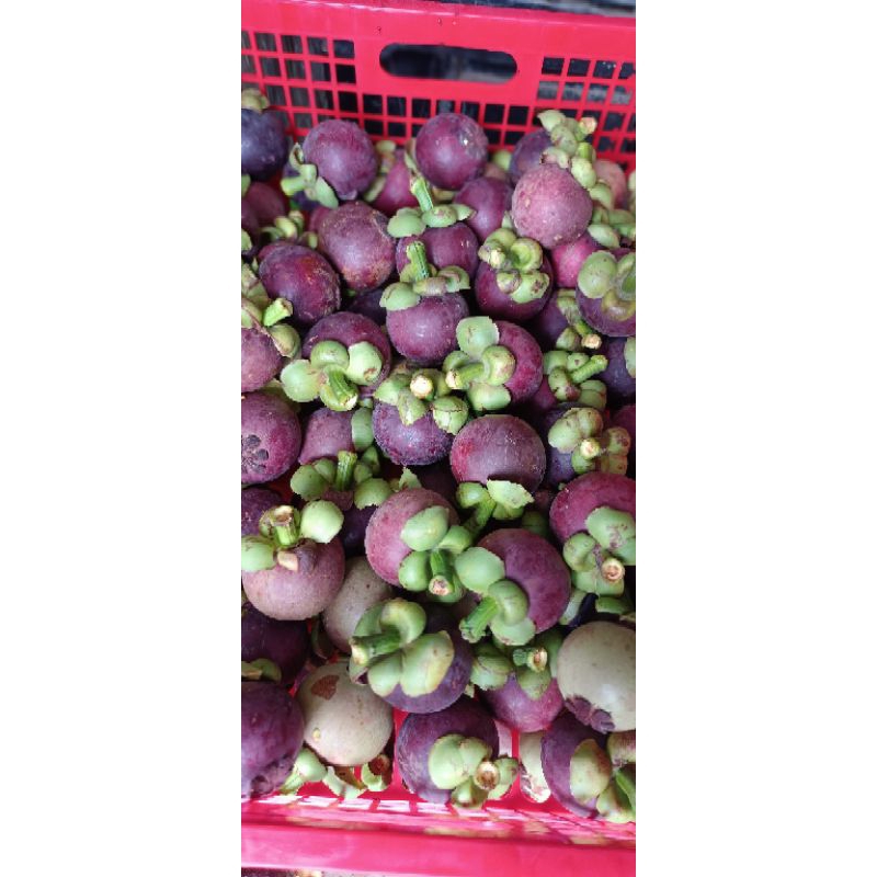 

Manggis Super/Exportir