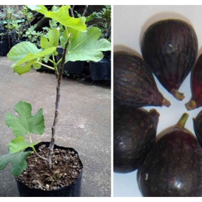 Bibit Cangkok Buah Tin Iraqi