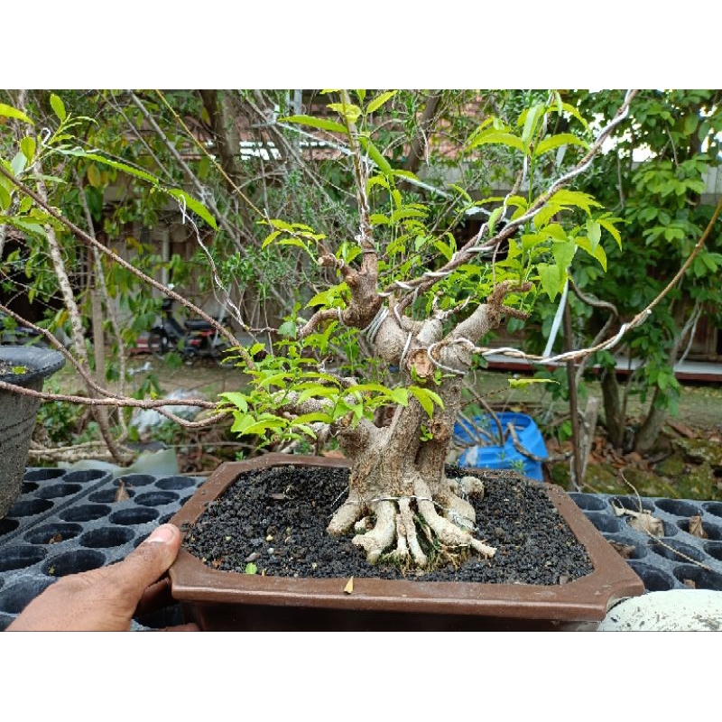 BONSAI ANTING PUTRI SIAP PAJANG