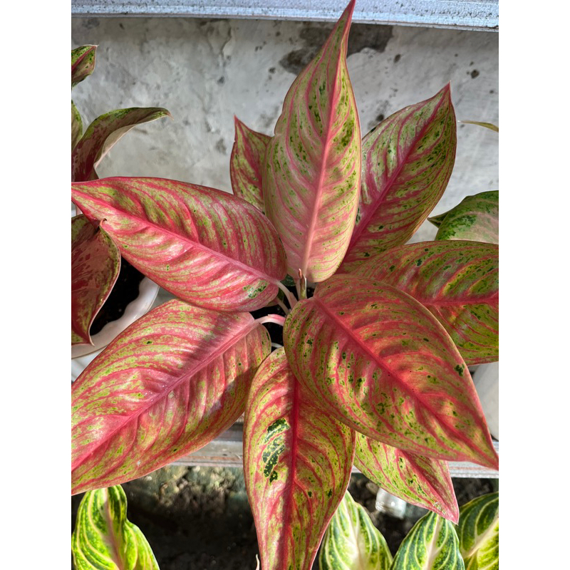 Red Legacy tulang ikan