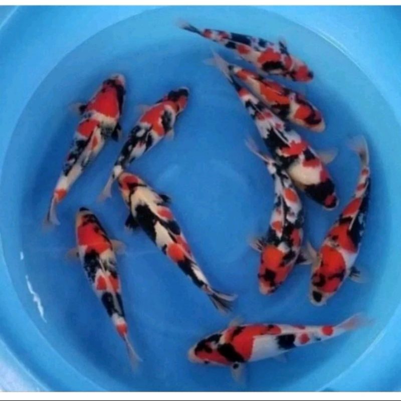 koi showa berkualitas 20 cm