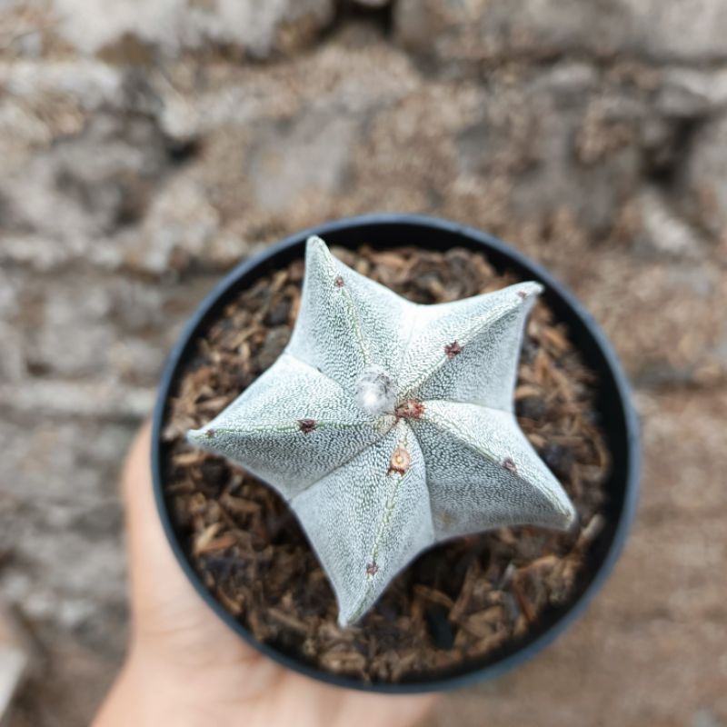 Astrophytum Myriostigma | Kaktus