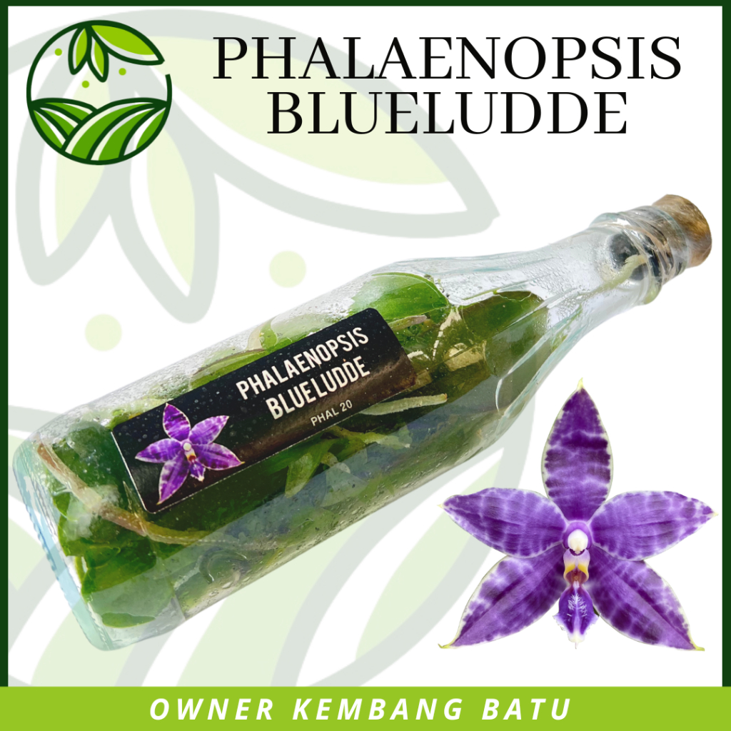 Bibit Anggrek Bulan Botolan Premium Blue Ludde Siap Tanam