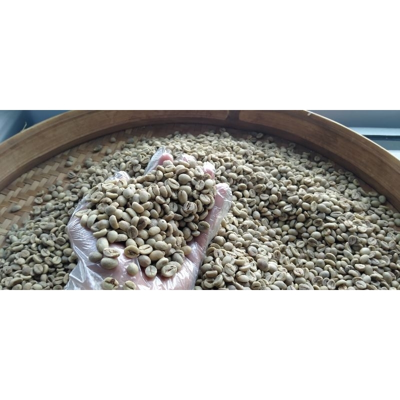 

greenbean robusta