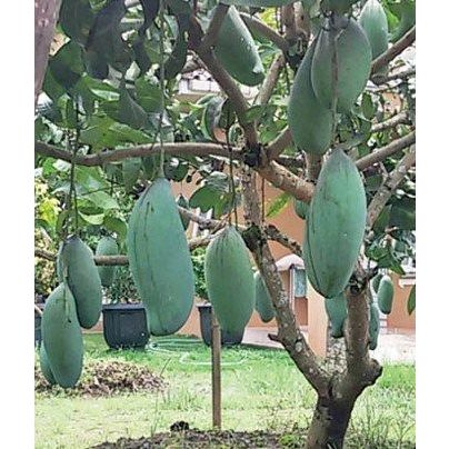 BIBIT MANGGA MAHATIR OKULASI