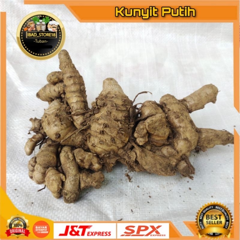 

Kunyit Putih Super Fresh 250gr