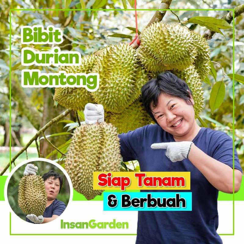 Bibit durian Montong jumbo superunggul